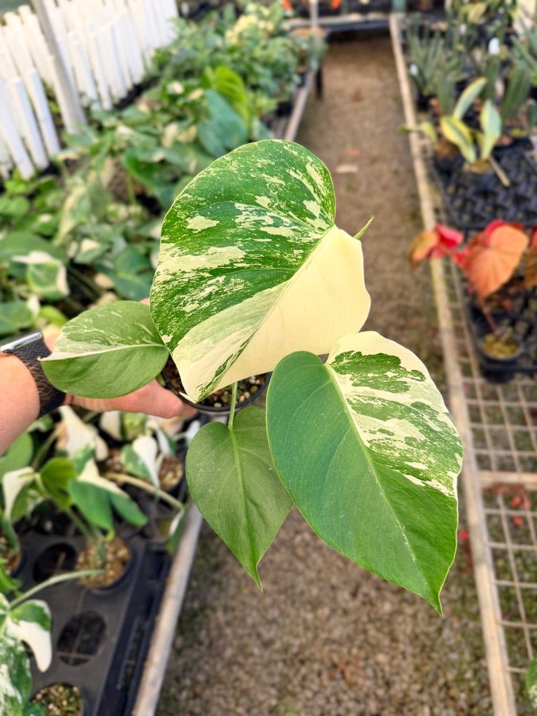 Handpicked 35 - Monstera Deliciosa Borsigiana Variegated Albo | Uprooted