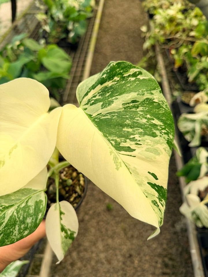 Handpicked 35 - Monstera Deliciosa Borsigiana Variegated Albo | Uprooted