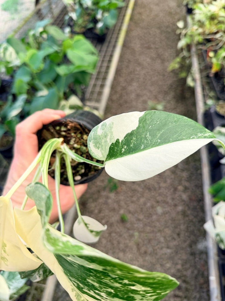 Handpicked 35 - Monstera Deliciosa Borsigiana Variegated Albo | Uprooted
