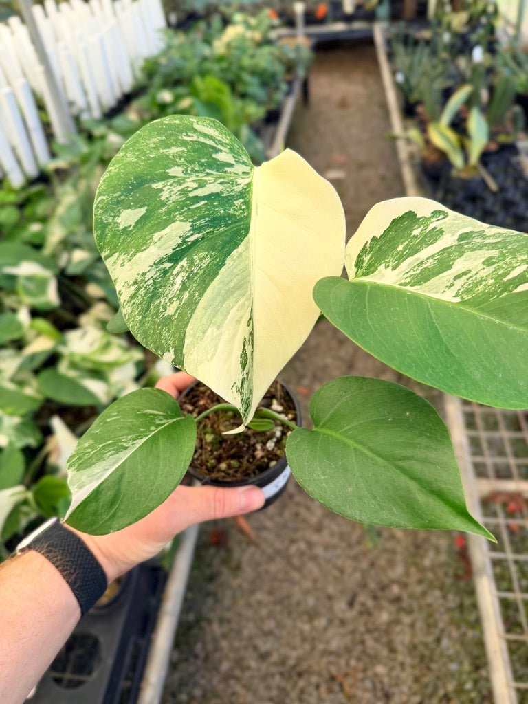 Handpicked 35 - Monstera Deliciosa Borsigiana Variegated Albo | Uprooted