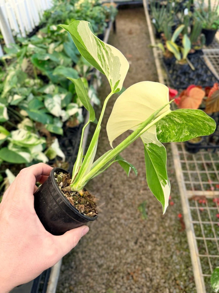 Handpicked 35 - Monstera Deliciosa Borsigiana Variegated Albo | Uprooted