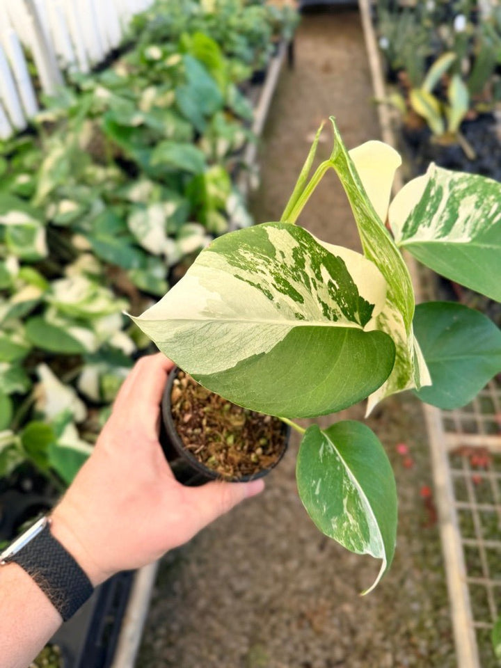 Handpicked 35 - Monstera Deliciosa Borsigiana Variegated Albo | Uprooted