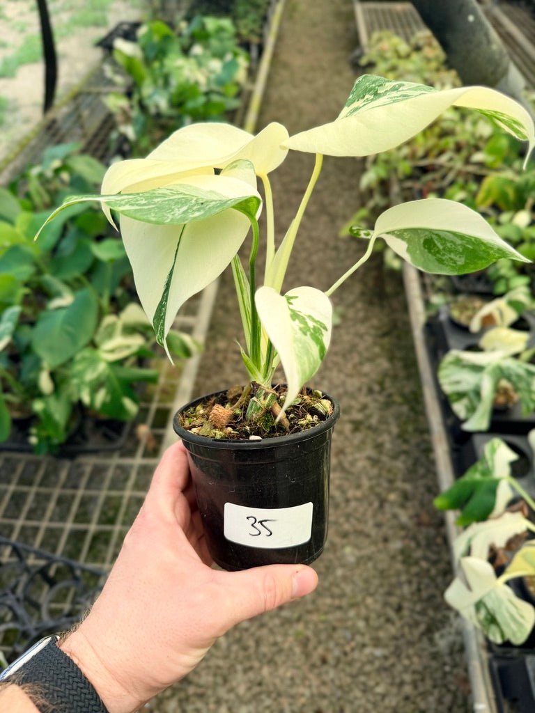 Handpicked 35 - Monstera Deliciosa Borsigiana Variegated Albo | Uprooted