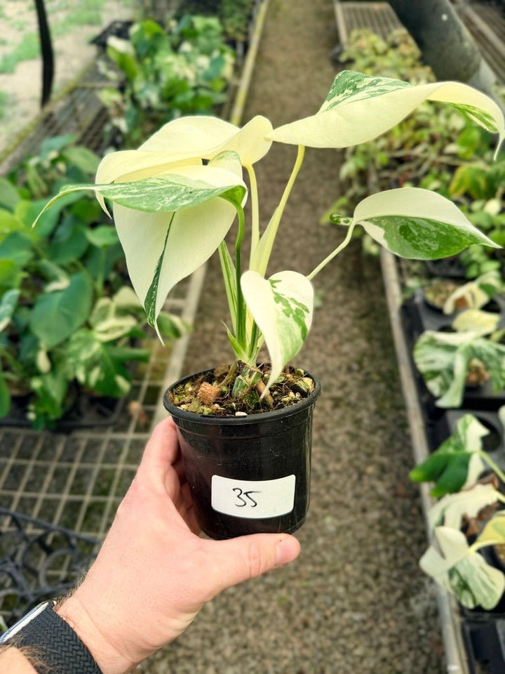 Handpicked 35 - Monstera Deliciosa Borsigiana Variegated Albo | Uprooted