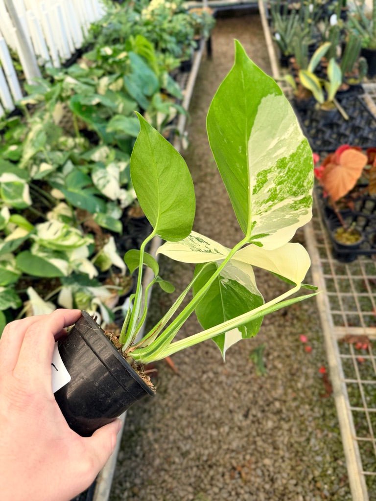 Handpicked 35 - Monstera Deliciosa Borsigiana Variegated Albo | Uprooted