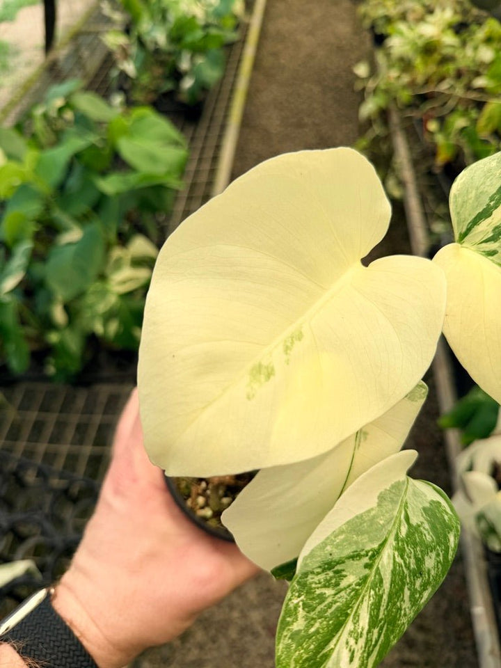 Handpicked 35 - Monstera Deliciosa Borsigiana Variegated Albo | Uprooted