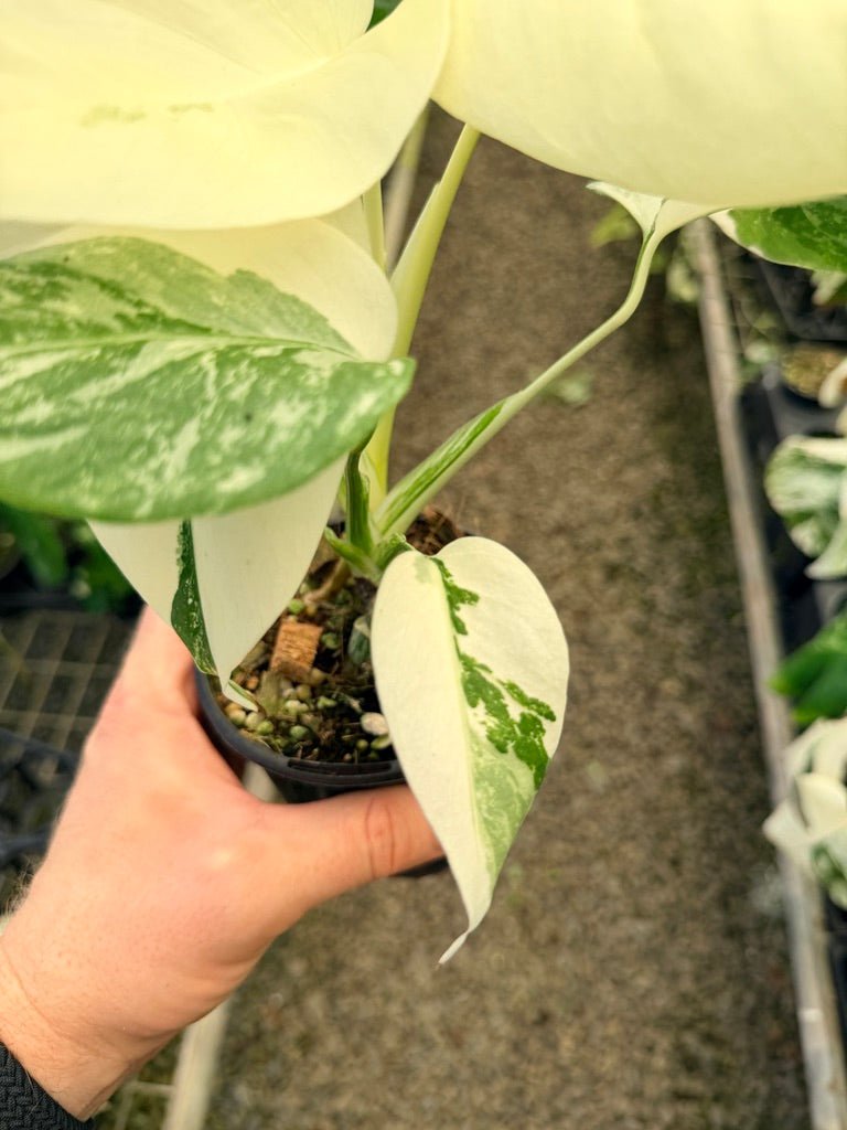 Handpicked 35 - Monstera Deliciosa Borsigiana Variegated Albo | Uprooted