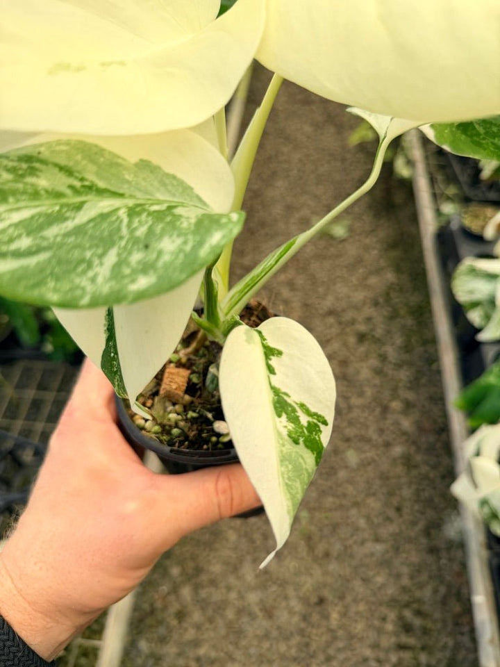 Handpicked 35 - Monstera Deliciosa Borsigiana Variegated Albo | Uprooted