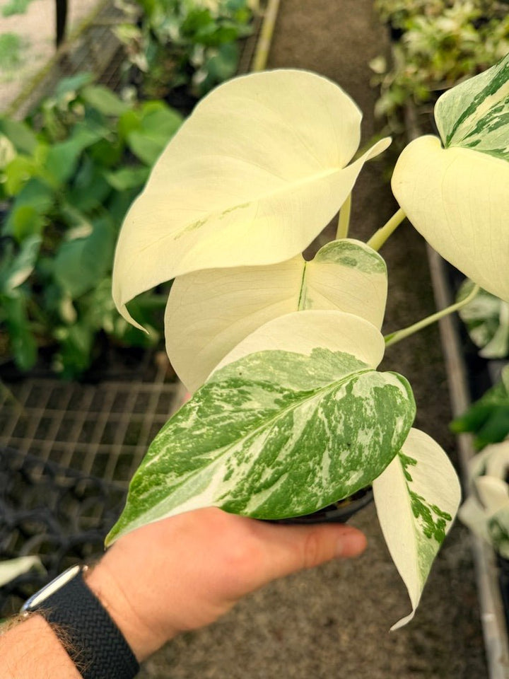 Handpicked 35 - Monstera Deliciosa Borsigiana Variegated Albo | Uprooted