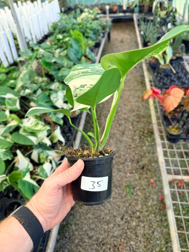 Handpicked 35 - Monstera Deliciosa Borsigiana Variegated Albo | Uprooted