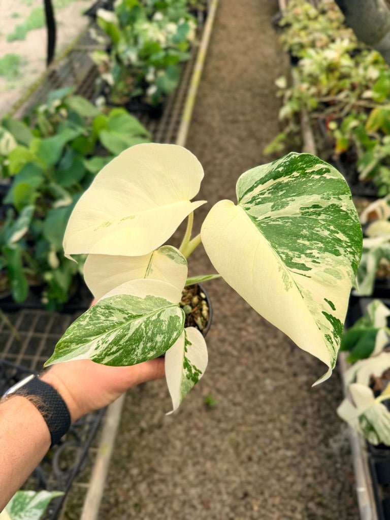 Handpicked 35 - Monstera Deliciosa Borsigiana Variegated Albo | Uprooted