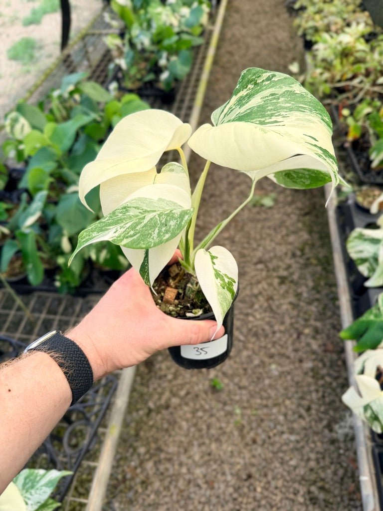 Handpicked 35 - Monstera Deliciosa Borsigiana Variegated Albo | Uprooted