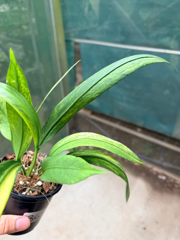 Handpicked 36 - Anthurium Vittarifolium Variegated | Uprooted