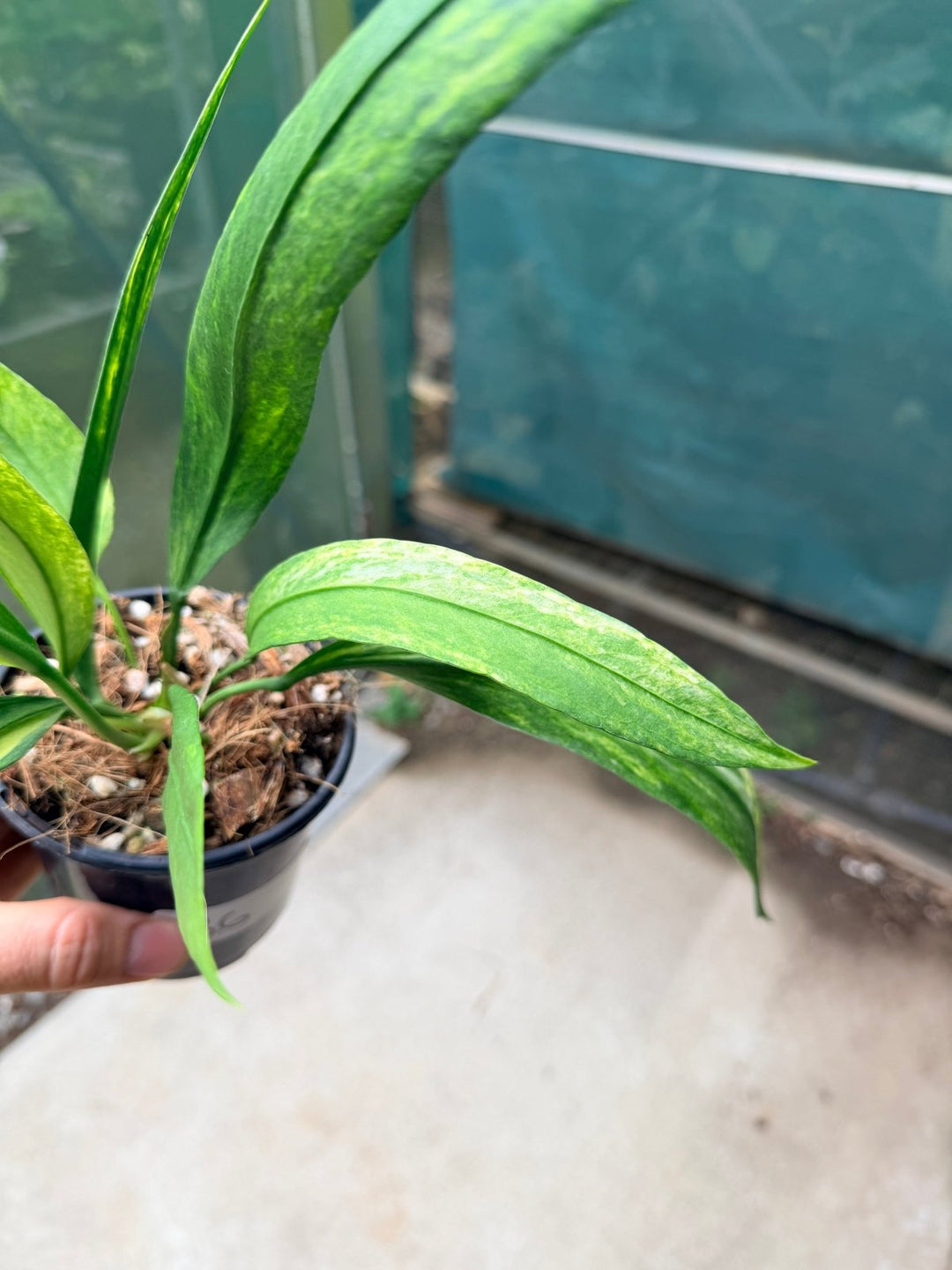 Handpicked 36 - Anthurium Vittarifolium Variegated | Uprooted