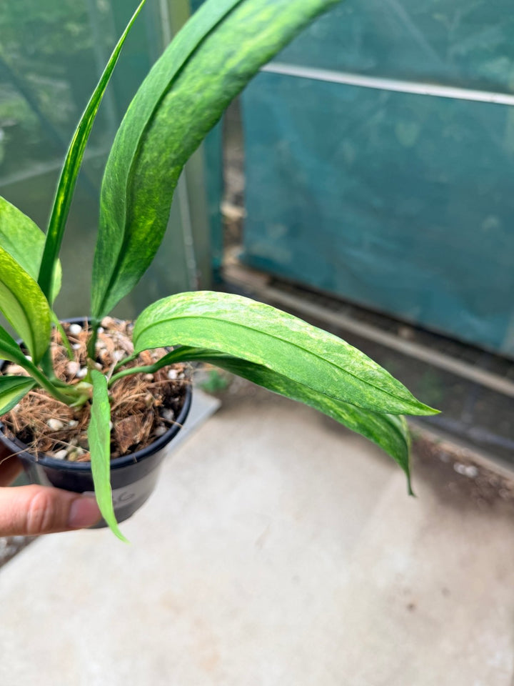 Handpicked 36 - Anthurium Vittarifolium Variegated | Uprooted