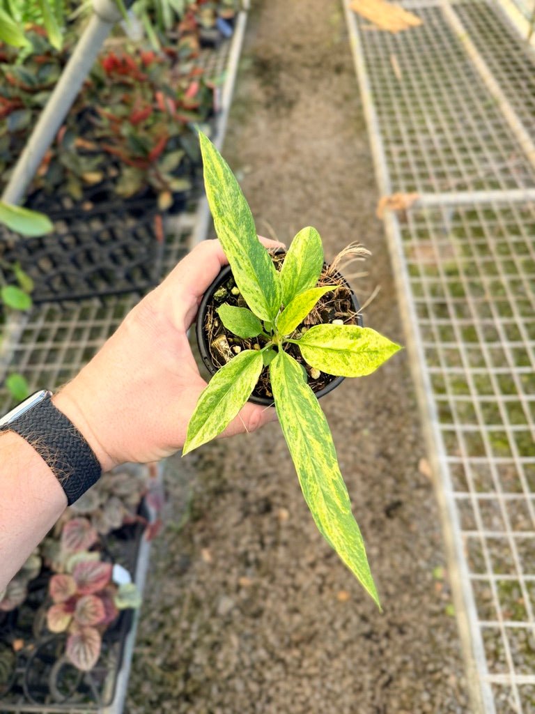 Handpicked 36 - Anthurium Vittarifolium Variegated | Uprooted