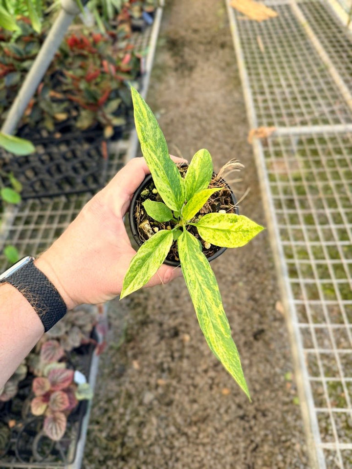 Handpicked 36 - Anthurium Vittarifolium Variegated | Uprooted