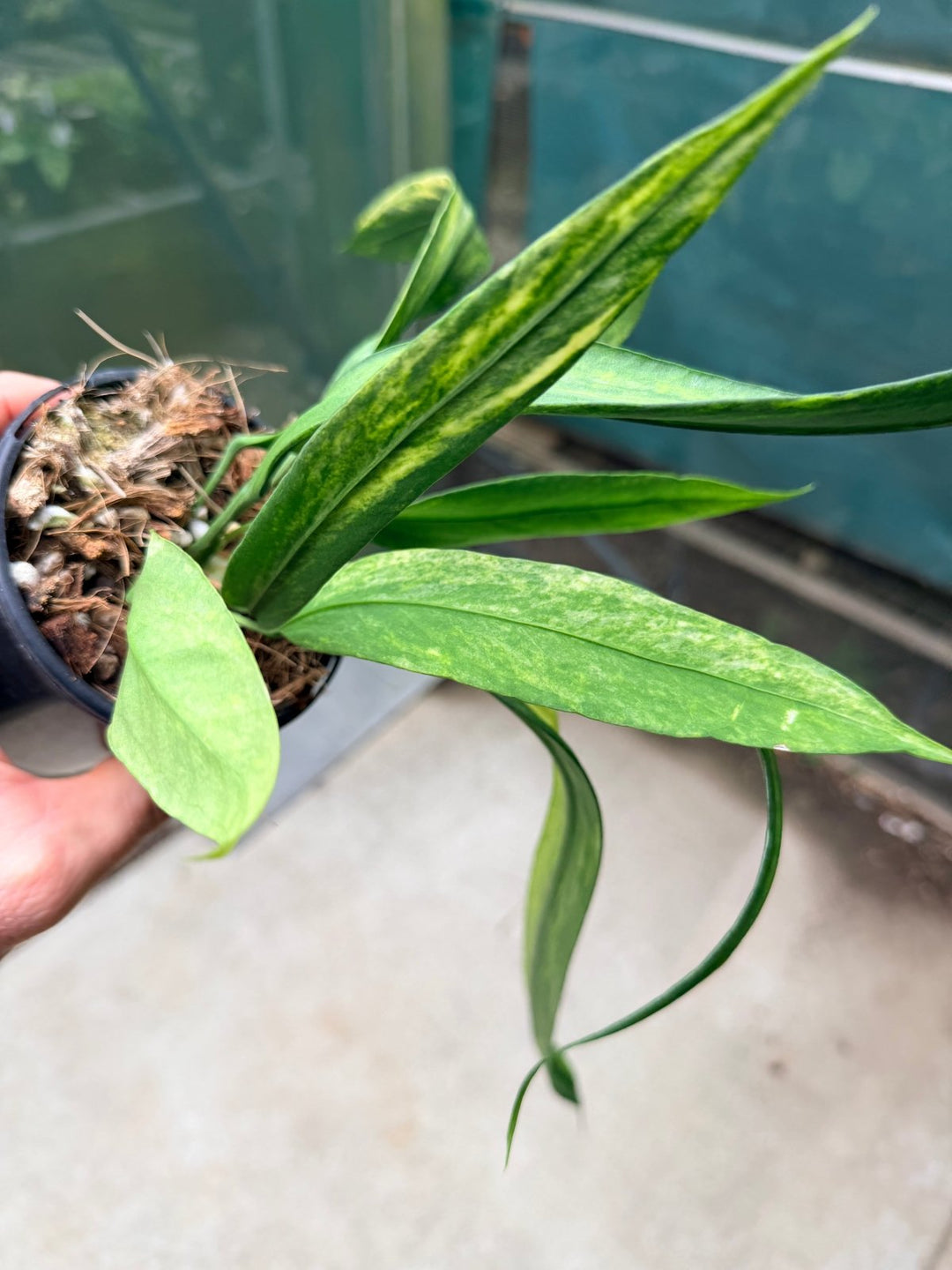 Handpicked 36 - Anthurium Vittarifolium Variegated | Uprooted