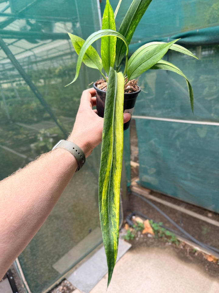 Handpicked 36 - Anthurium Vittarifolium Variegated | Uprooted