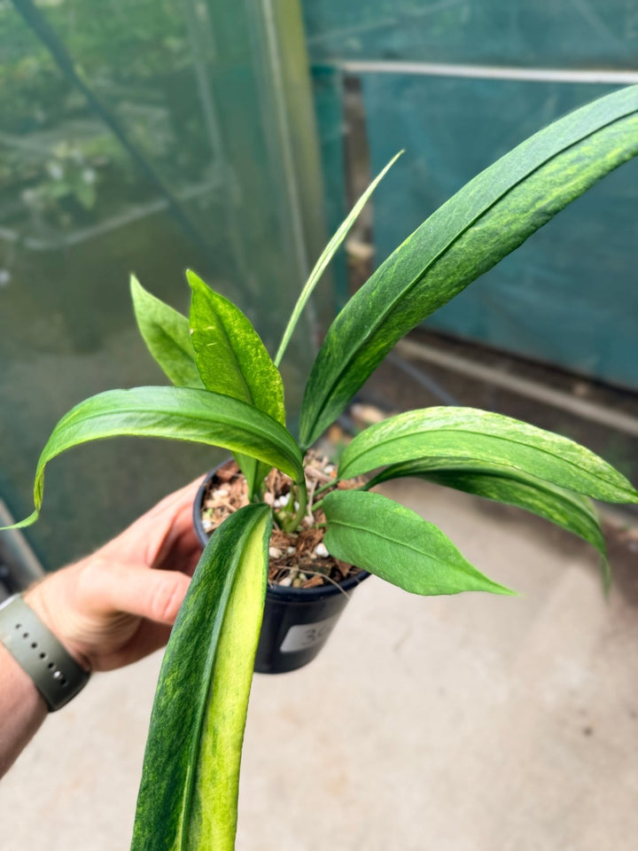 Handpicked 36 - Anthurium Vittarifolium Variegated | Uprooted