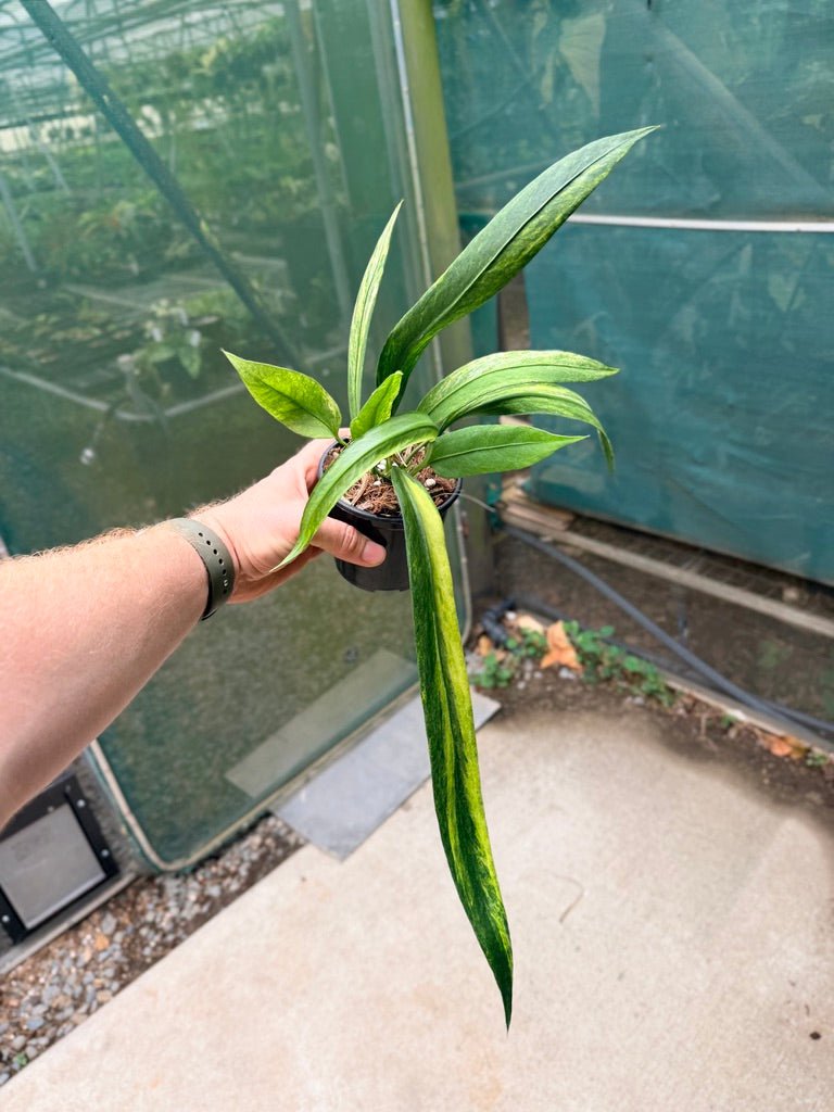 Handpicked 36 - Anthurium Vittarifolium Variegated | Uprooted
