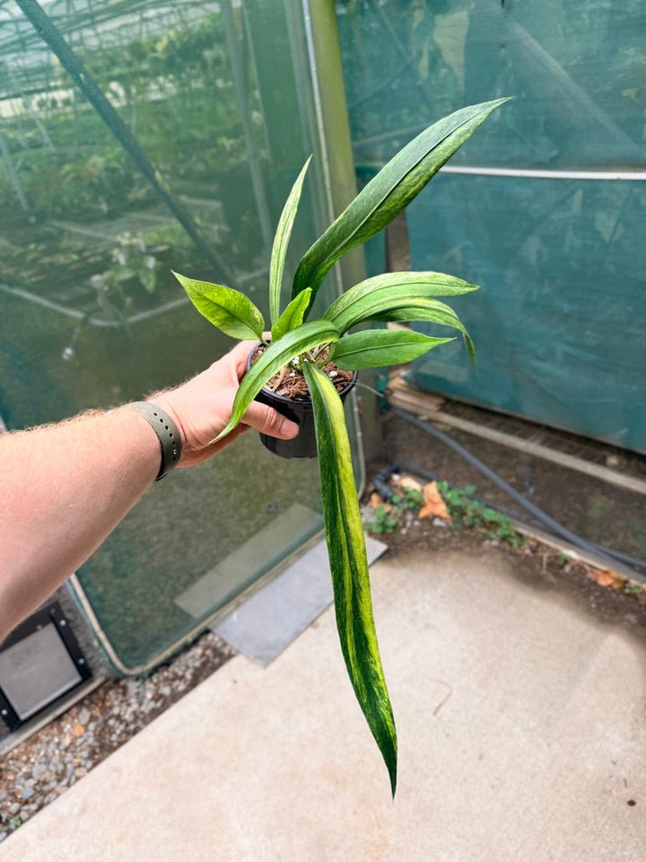 Handpicked 36 - Anthurium Vittarifolium Variegated | Uprooted