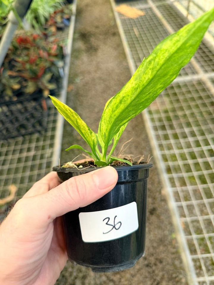Handpicked 36 - Anthurium Vittarifolium Variegated | Uprooted