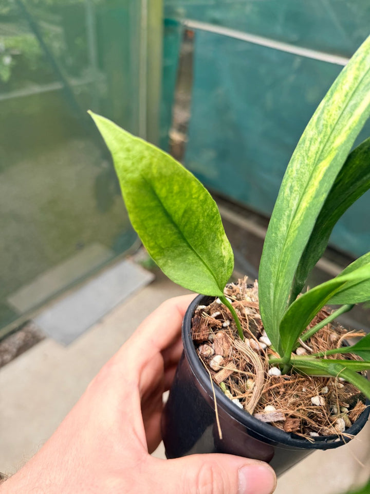 Handpicked 36 - Anthurium Vittarifolium Variegated | Uprooted