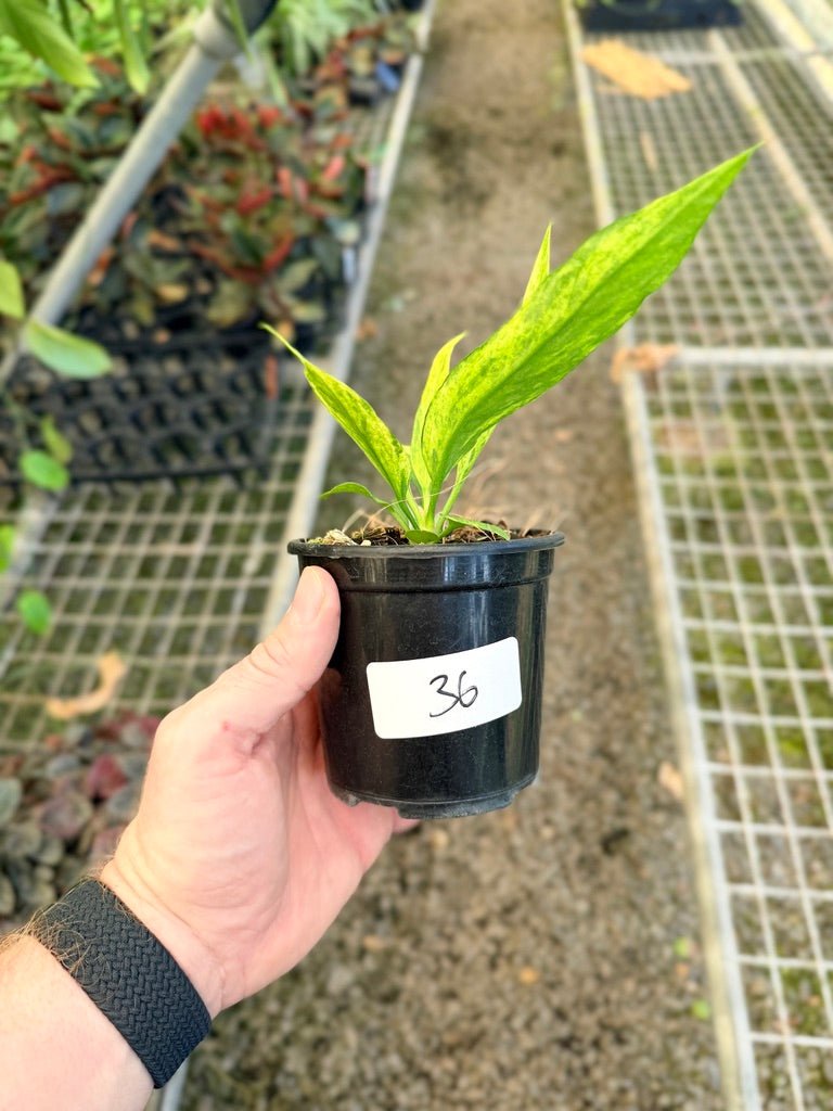 Handpicked 36 - Anthurium Vittarifolium Variegated | Uprooted