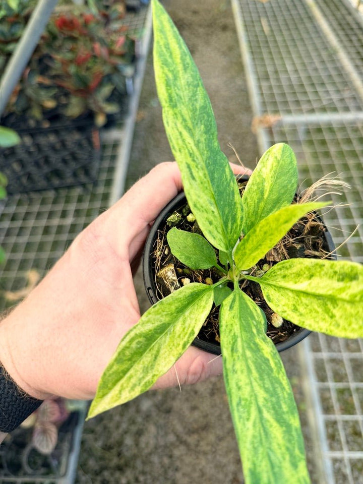 Handpicked 36 - Anthurium Vittarifolium Variegated | Uprooted