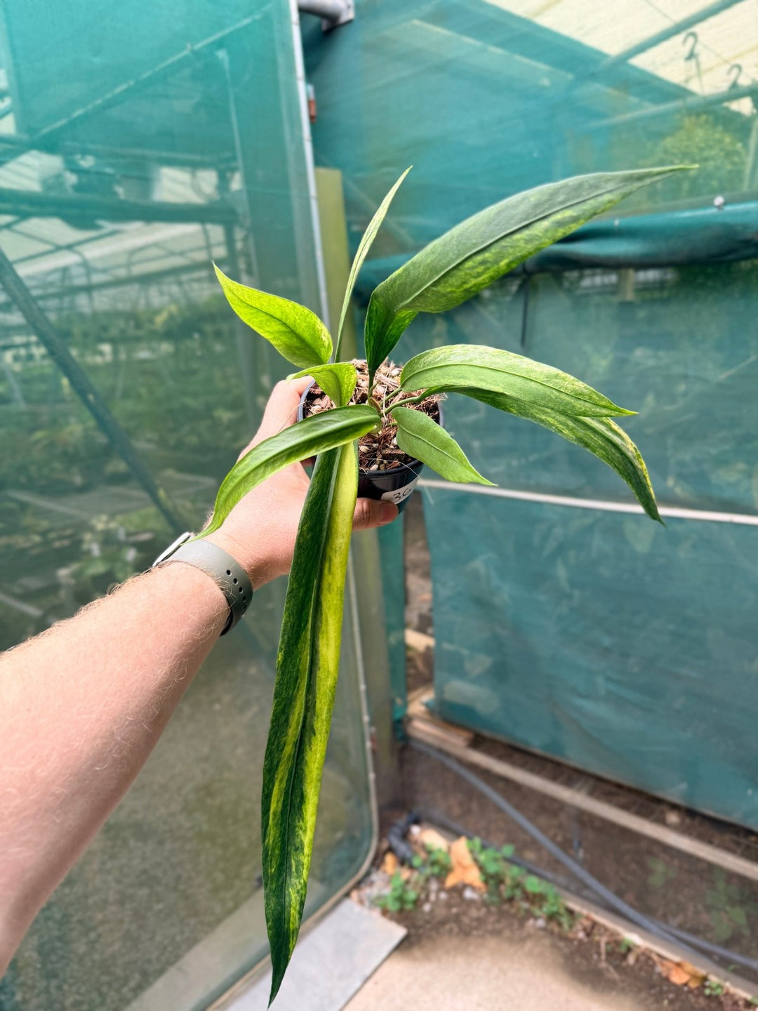 Handpicked 36 - Anthurium Vittarifolium Variegated | Uprooted