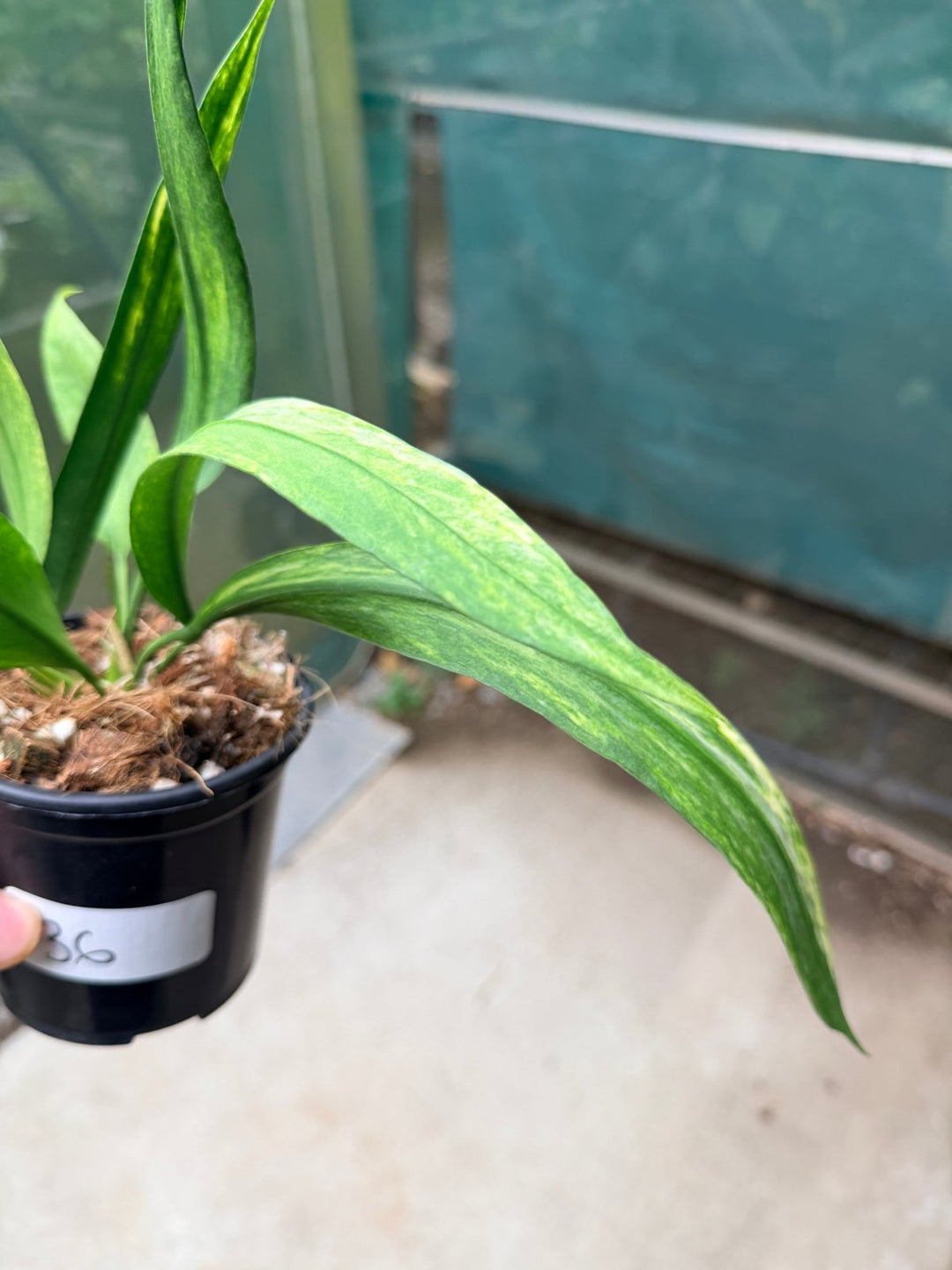 Handpicked 36 - Anthurium Vittarifolium Variegated | Uprooted