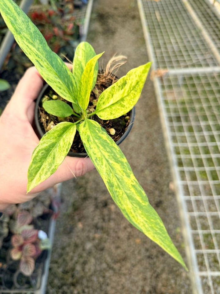 Handpicked 36 - Anthurium Vittarifolium Variegated | Uprooted
