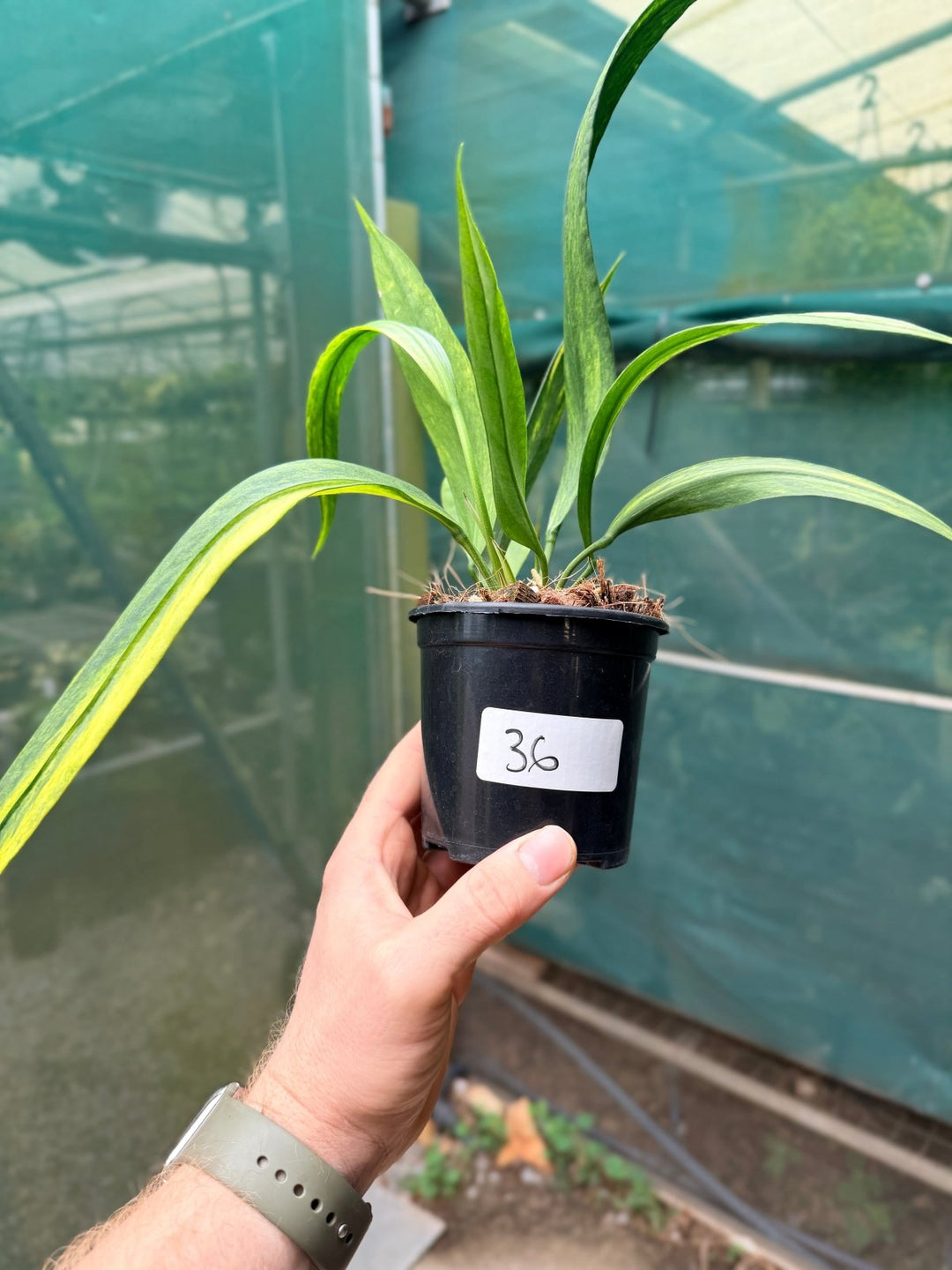 Handpicked 36 - Anthurium Vittarifolium Variegated | Uprooted