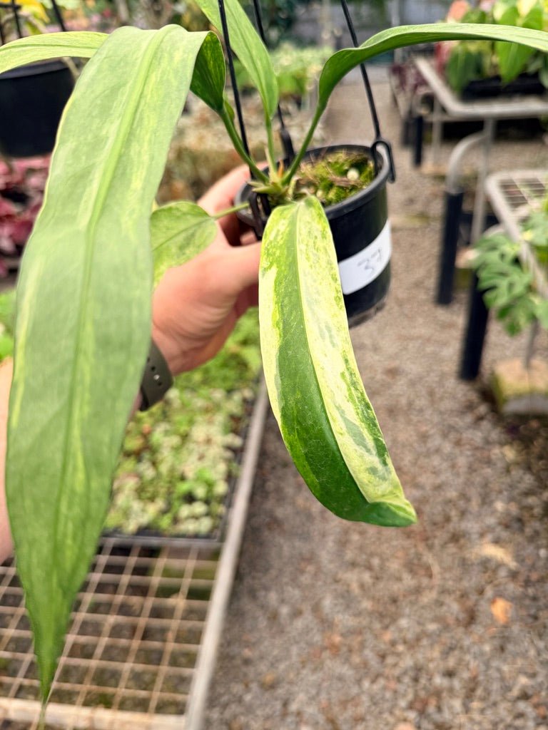 Handpicked 37 - Anthurium Vittarifolium Variegated | Uprooted