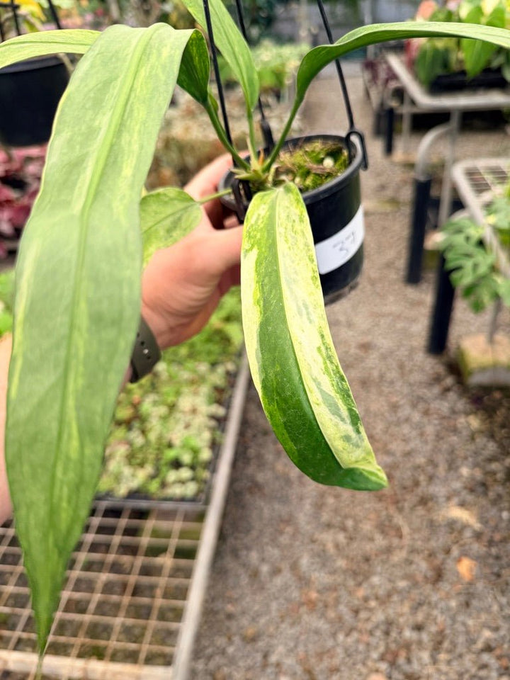 Handpicked 37 - Anthurium Vittarifolium Variegated | Uprooted