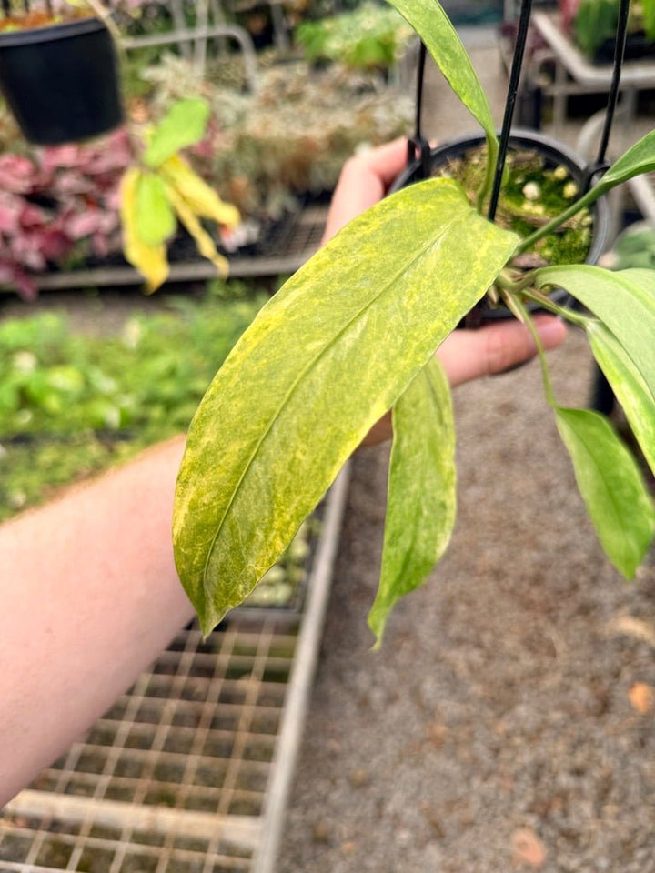 Handpicked 37 - Anthurium Vittarifolium Variegated | Uprooted