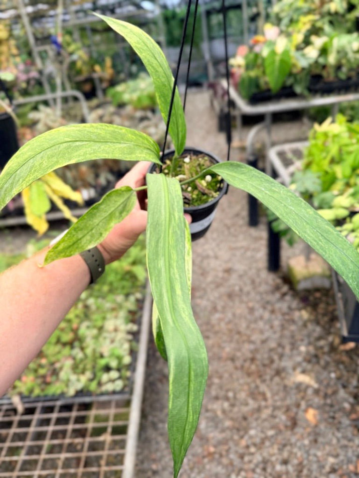 Handpicked 37 - Anthurium Vittarifolium Variegated | Uprooted