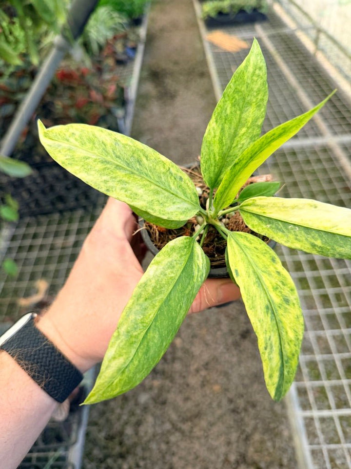 Handpicked 37 - Anthurium Vittarifolium Variegated | Uprooted