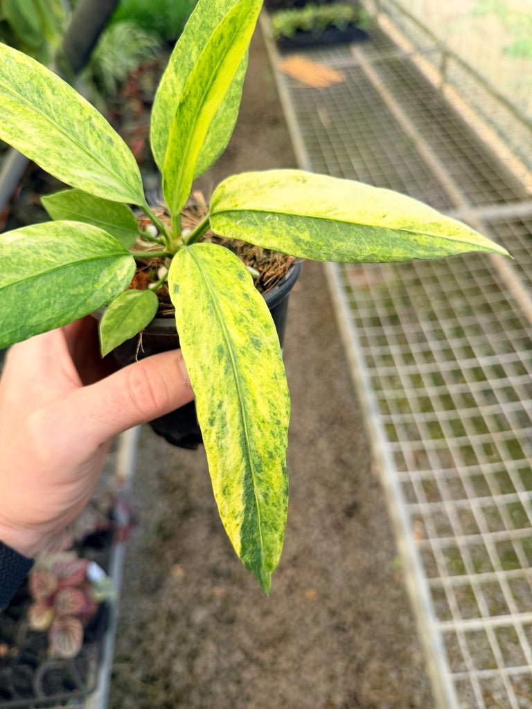 Handpicked 37 - Anthurium Vittarifolium Variegated | Uprooted