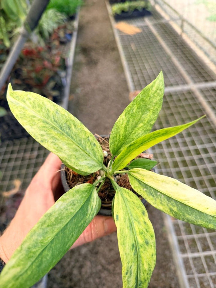Handpicked 37 - Anthurium Vittarifolium Variegated | Uprooted
