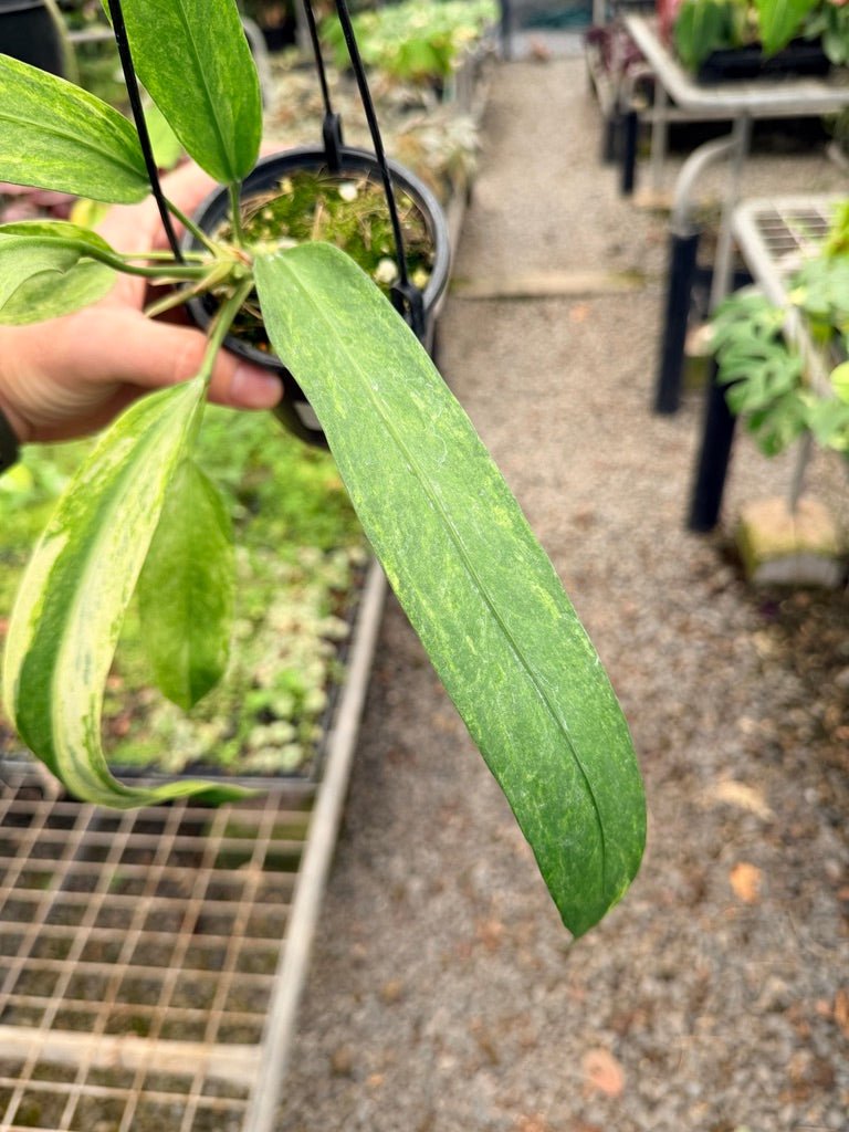 Handpicked 37 - Anthurium Vittarifolium Variegated | Uprooted