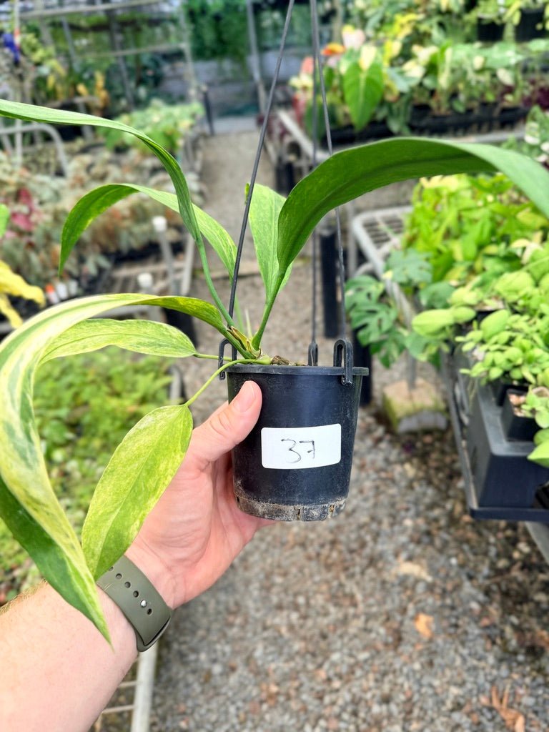 Handpicked 37 - Anthurium Vittarifolium Variegated | Uprooted