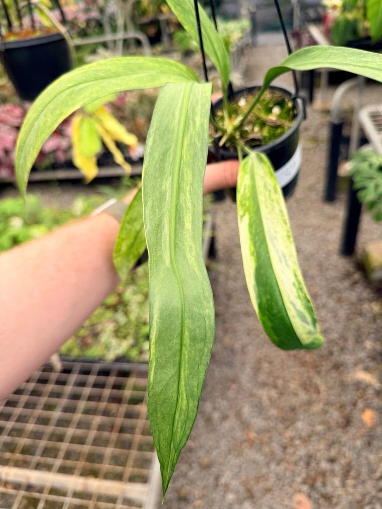 Handpicked 37 - Anthurium Vittarifolium Variegated | Uprooted