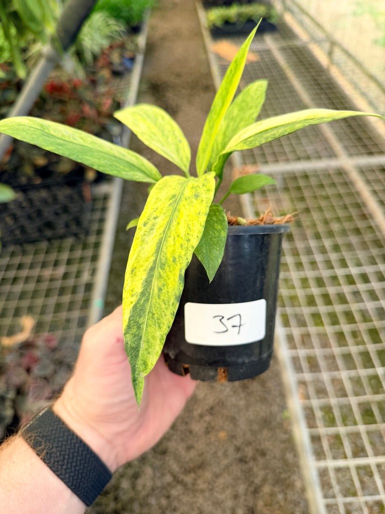 Handpicked 37 - Anthurium Vittarifolium Variegated | Uprooted