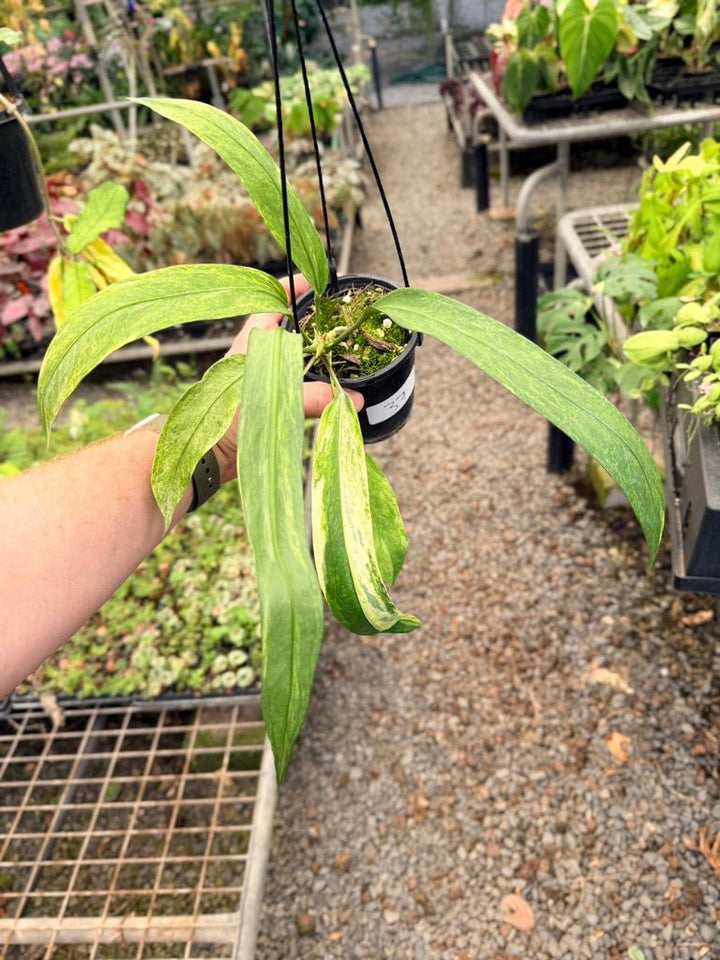 Handpicked 37 - Anthurium Vittarifolium Variegated | Uprooted