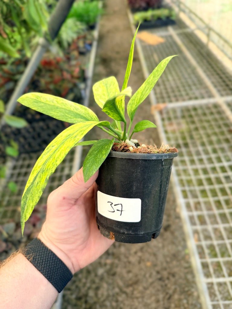 Handpicked 37 - Anthurium Vittarifolium Variegated | Uprooted