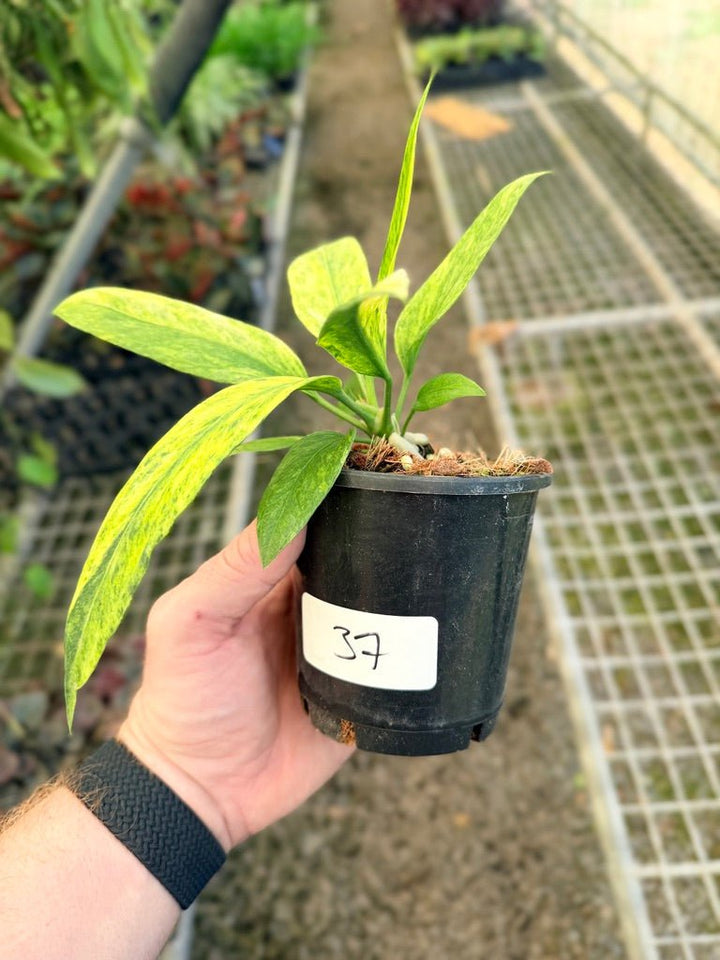 Handpicked 37 - Anthurium Vittarifolium Variegated | Uprooted