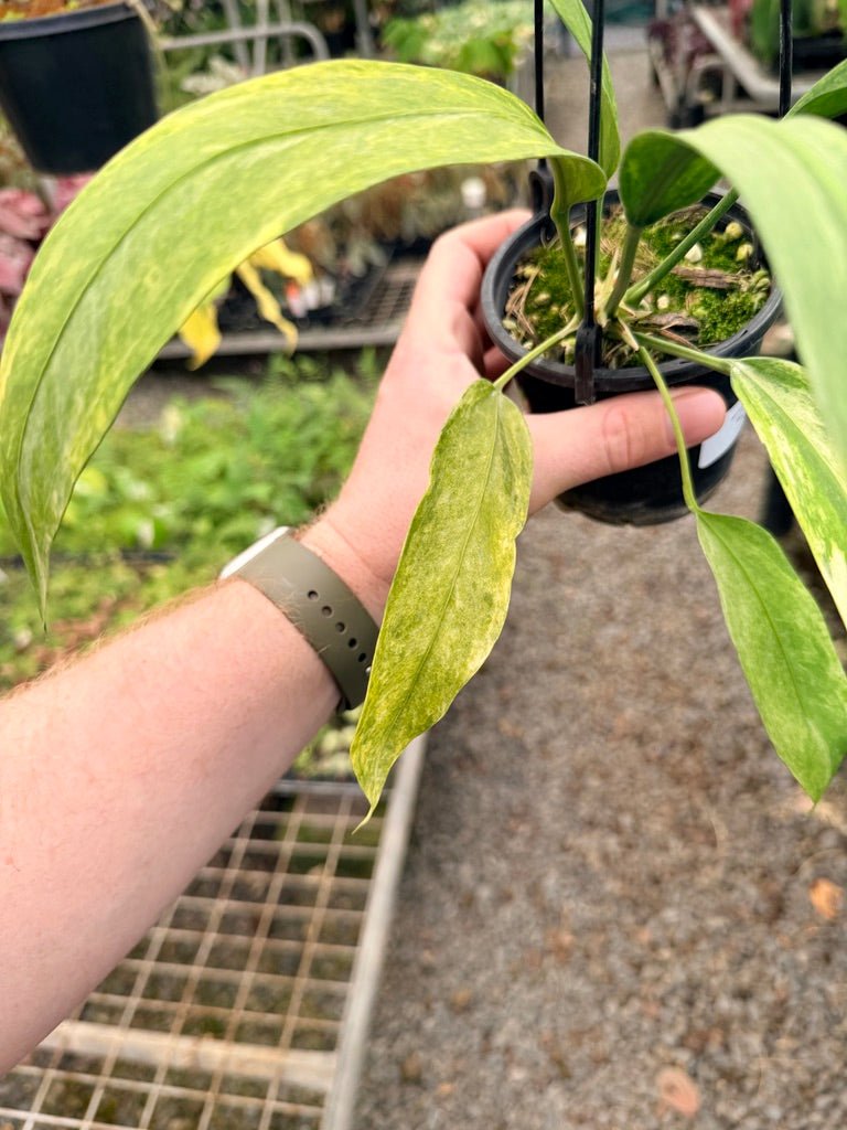 Handpicked 37 - Anthurium Vittarifolium Variegated | Uprooted