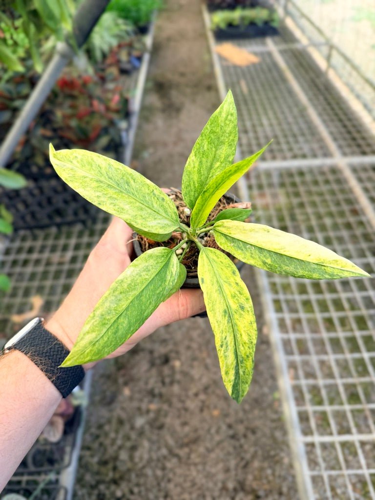 Handpicked 37 - Anthurium Vittarifolium Variegated | Uprooted